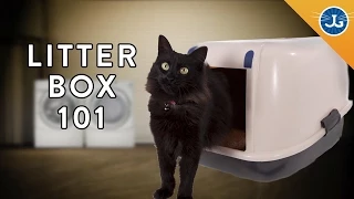 You’re Setting Up Your Litter Box All Wrong!