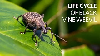 Life cycle of black vine weevil