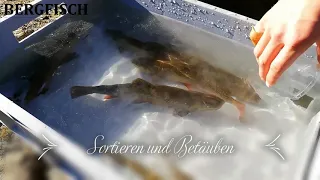 Bergfisch.at - Nachzucht Saibling 2020