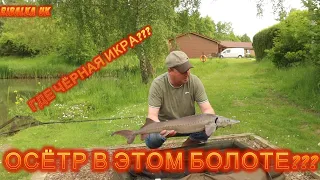 РЫБАЛКА В АНГЛИИ КЛЁВ ОСЁТРА А ГДЕ ИКРА ЧЕРНАЯ??? Fishing Sturgeon