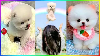 Unique Funny and Cute Moments of Pomeranian Dogs 🐾 #517