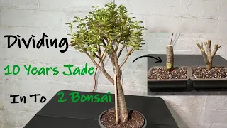 Making My 10 Years Jade Into Bonsai || Making Crassula Ovata Bonsai