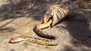 Lizard Finds Snake -- EATS TAIL FIRST