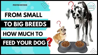 How much should I feed my dog? || Monkoodog