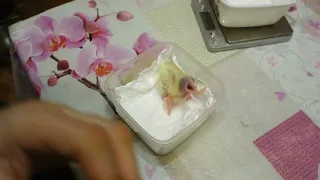 Кормление трехдневного птенца желтохохлого какаду.