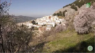 Especialmente longevo, Torres, Sierra Mágina, Jaén