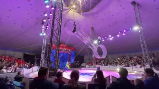 Цирк братьев Гертнер Цирк «Шоу слонов» в г. Набережные Челны