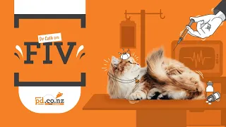 What is FIV in cats? Vet Advice on Symptoms, Treatment & Prevention of Feline Immunodeficiency Virus