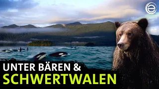 Amerikas Fjorde ‒ Unter Bären & Schwertwalen | Erlebnis Erde