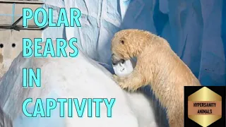 Inside the world of polar bears in captivity