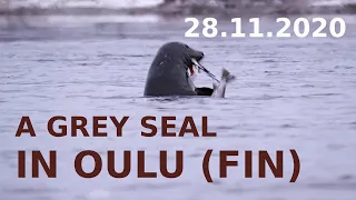 Phoque gris / Harmaahylje / Grey seal (Halichoerus grypus macrorhynchus) - Oulu 🇫🇮 28.11.2020