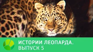 История леопарда. Выпуск 5 | Живая Планета