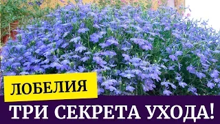 🌸Лобелия! Три секрета хорошей рассады. Уход за рассадой лобелии🌱