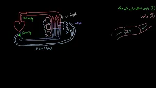 How lymphatic vessels move fluid |  Lymphatic system physiology  | NCLEX RN  | Khan Academy Urdu