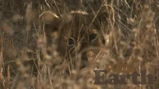 WildEarth - Sunset Safari - 25 July 2020