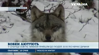 Вовки тероризують селян на Житомирщині