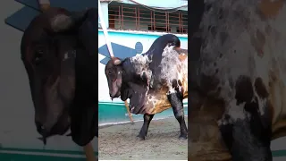 Biggest indo brazil bull playing with cow massager