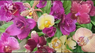 Шикарный Сочинский обзор редких орхидей фаленопсис и не только. Оптовая база, Промышленная 4.