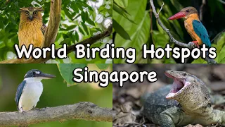 Birding Hotspots Special - Singapore