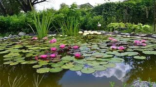 Мой первый пленочный декоративный пруд - My FIRST decorative POND