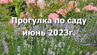 Прогулка по саду: июнь 2023г. | Цветение плетистых роз, новая клумба, лаванда и розы