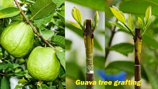Guava tree grafting techniques - grafting fruit trees