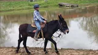 SOLD "Stetson" 14h 10yr Black Mammoth Riding Jack