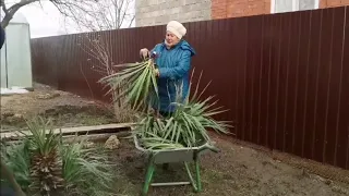 Влог :Купили Дом на Юге /Мама на хозяйстве/Выкапываем Юкку/"Свежие" грибы в огороде