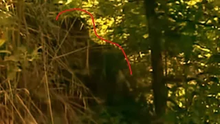 Appears to be Bigfoot watching Les Stroud as he nearly slides off cliff ledge