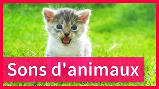 Sons d'animaux pour enfants