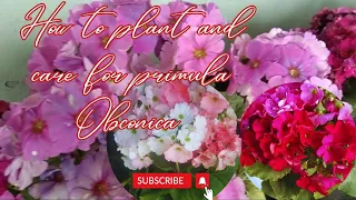 Primula Obconica plant care||How to collect primula seeds|| Primula Obconica blooming||