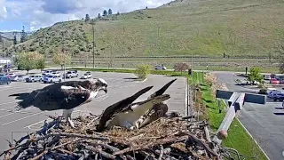 Male Osprey Ejects First Egg From Hellgate Nest – May 3, 2024