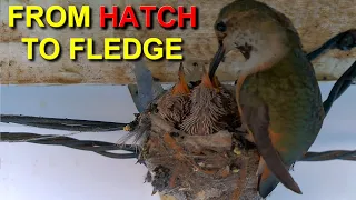 Allen's Hummingbird Babies from Hatch to Fledge Time-Lapse