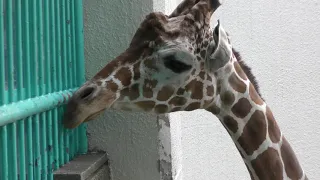 野毛山動物園　つかず離れずのキリンさん