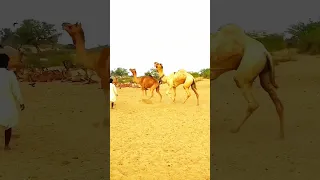 Male Camel vs. Female Camel Gathering Who Will Reign Supreme?Male Camel's Attack Female#shortvideo#