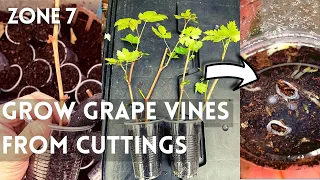 How to Propagate Grape vines from Cuttings Fast and Easy. Grow Grapes From Cuttings. Rooting grapes.
