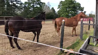 Horse get shocked by electric fence and farts at the end