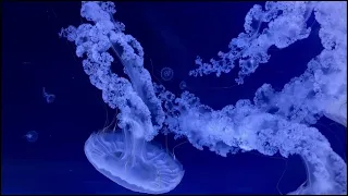 Underwater Trance: Jellyfish Relaxation Dance for Deep Immersion.