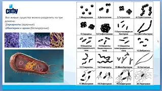 Лекция «Бактери и археи»