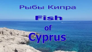 Рыбы Кипра. Каталог. Атака кальмара! Акула. Fish of CYPRUS.+ Eng Sub. Сиган-Коммунист превращение