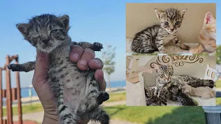 The kitten, stolen from her mother and abandoned, was rescued with the help of another mother cat.