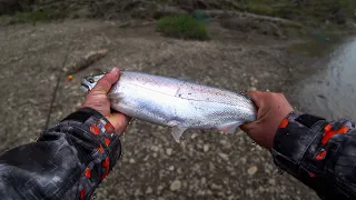 Вишневый лосось. Cherry Salmon рыбалка