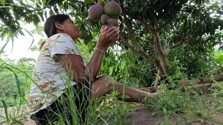 PASSEI A MANHÃ NO MEU SÍTIO/ TEREMOS ALTA PRODUTIVIDADE DE LARANJAS E TANGERINAS.