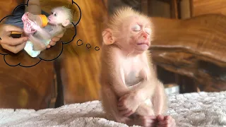 Cute baby monkey Bon becomes much smarter and more obedient