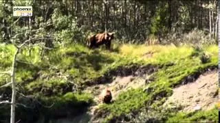 Deutsche Doku HD: Wenn die Wildnis ruft Keine Angst vor großen Bären Teil 2/2