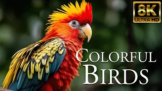 Colorful Birds 8K ULTRA HD | Beautiful Birds Sound in the Forest | Relaxation Film
