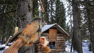 ЗАМОР РЫБЫ 2. СПАСТИ ПРОДУКТЫ ОТ МЕДВЕДЯ! РЫБАЛКА