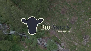 Bio Angus | Alpeggio all'Alpe di Mezzana