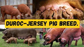 Why DUROC PIG BREED is ideal for commercial Pig farming