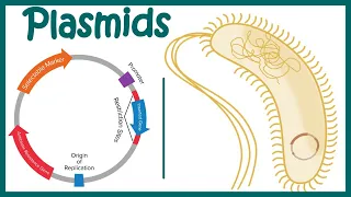 Plasmids | Cloning vectors: Plasmids | Why do we use plasmids in RDT? | features of a plasmid